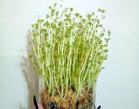 عکس سبزه عید عادی