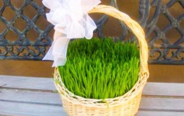 عکس سبزه عید عادی