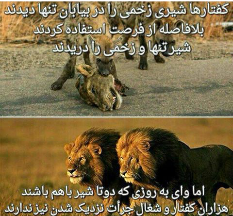 عکس مفهومی شیر