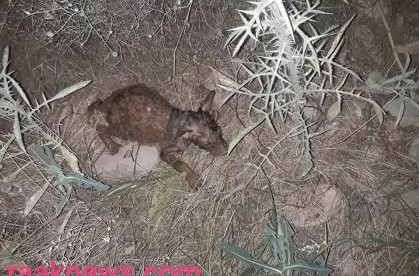 عکس بچه شغال