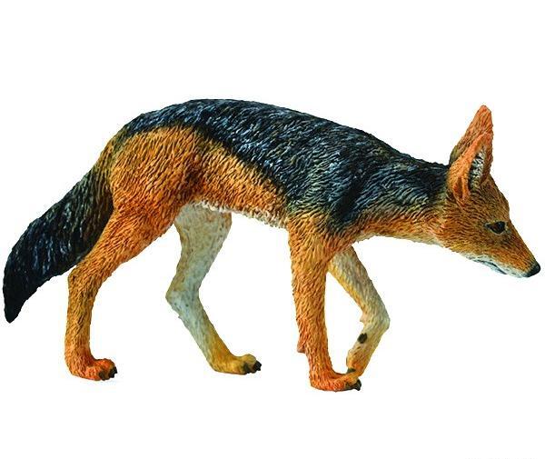 عکس بچه شغال