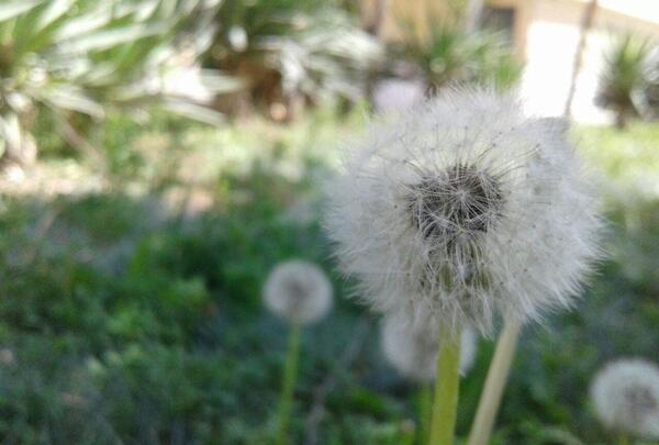 عکس طبیعت ساده