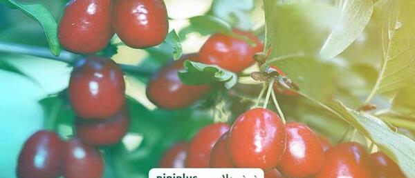 عکس زغال اخته در بارداری