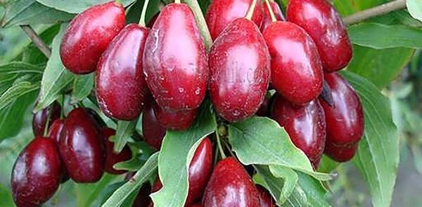 عکس زغال اخته در بارداری