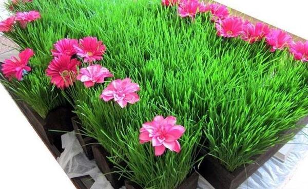 عکس های سبزه ی عید نوروز