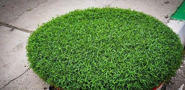 عکس های سبزه ی عید نوروز