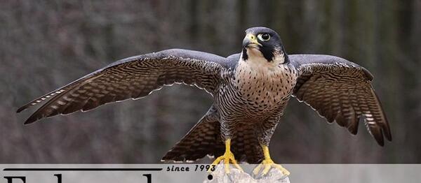 عکس شاهین جوجه