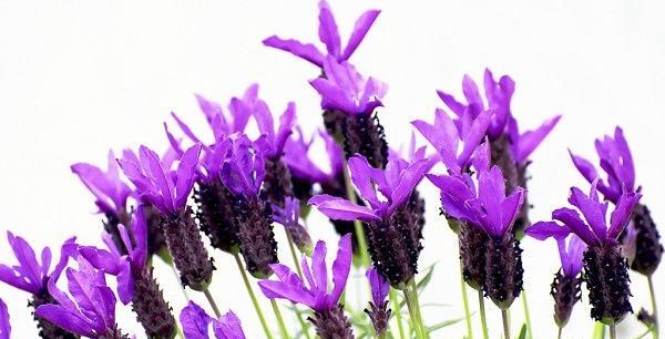 عکس گل لاوندر