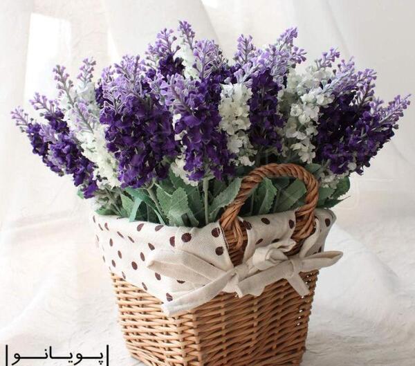 عکس گل لاوندر
