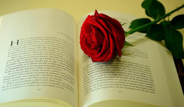 عکس گل سرخ لای کتاب