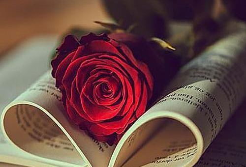 عکس گل سرخ لای کتاب