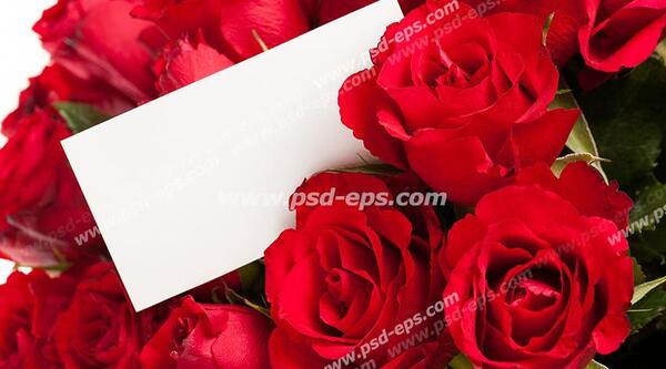 عکس گل سرخ لای کتاب