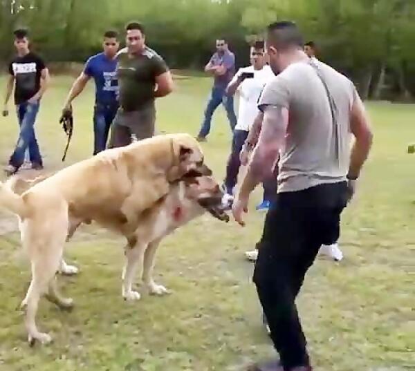 عکس مهران قربانی با سگش