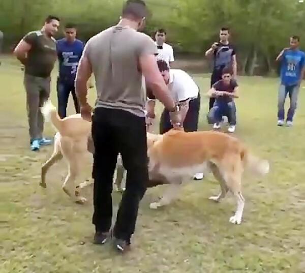 عکس مهران قربانی با سگش