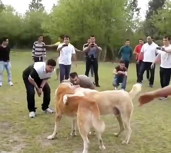عکس مهران قربانی با سگش