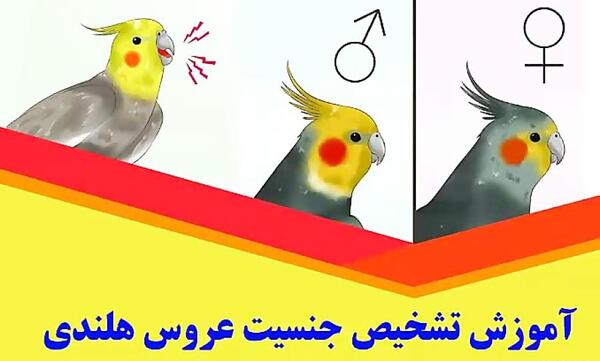 عکس عروس هلندی ماده