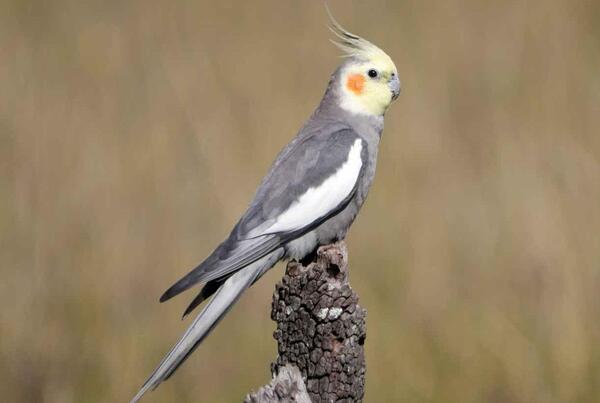 عکس عروس هلندی ماده