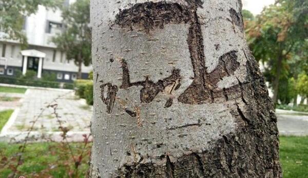 عکس مفهومی درخت