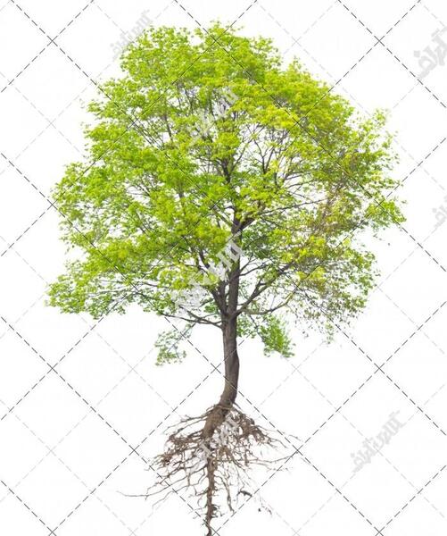 عکس مفهومی درخت