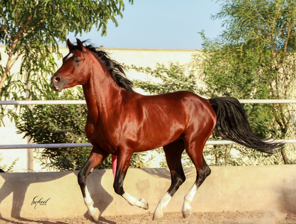 عکس اسب نریان