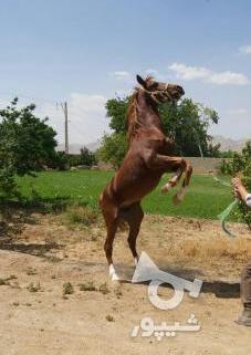 عکس اسب نریان
