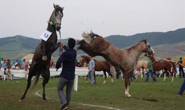 عکس اسب نریان