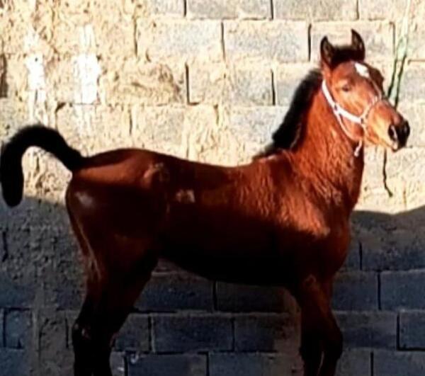 عکس اسب نریان