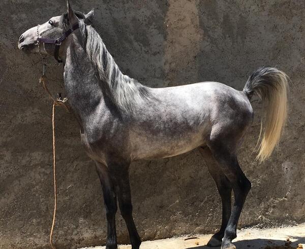 عکس اسب نریان