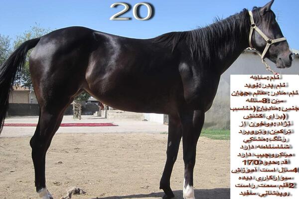 عکس اسب نریان