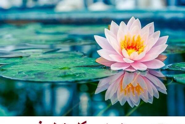 عکس نوشته شعر نیلوفر