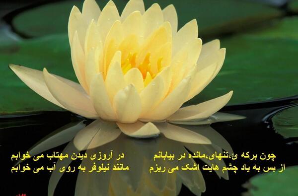 عکس نوشته شعر نیلوفر