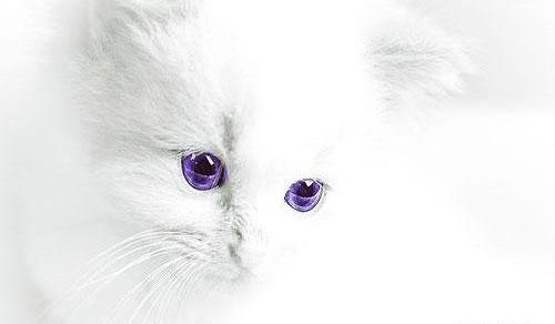 عکس سفید کیوت
