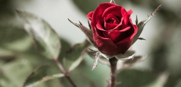 عکس گلهای زیبا فول اچ دی