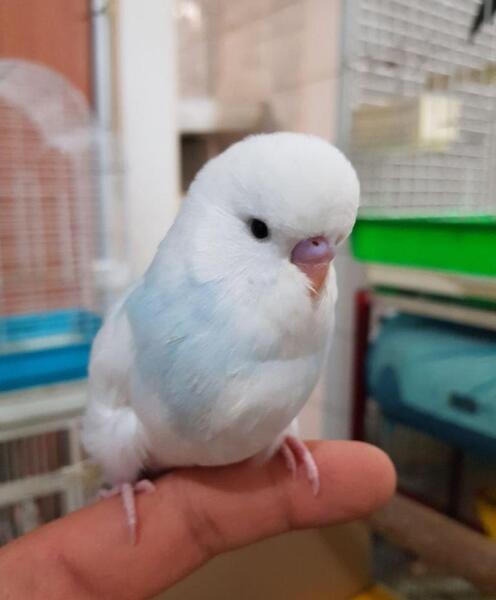 عکس طوطی و مرغ عشق