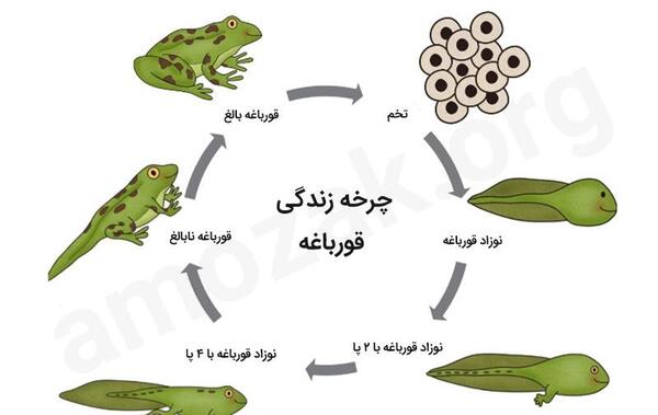 عکس ساده قورباغه
