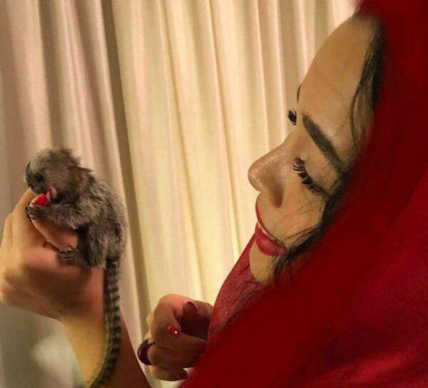 عکس حیوانات خانگی کوچک