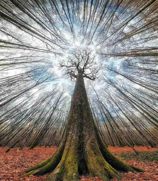 عکس طبیعت رویایی نقاشی