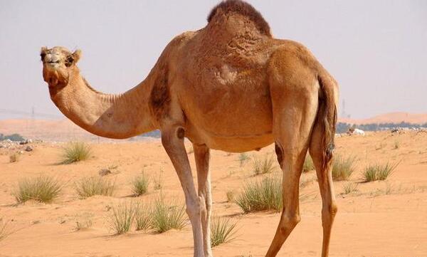 عکس شتر سه کوهان