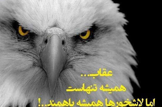 عکس عقاب همیشه تنهاست