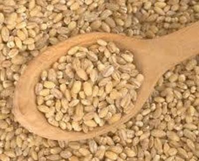 عکس نان جو تقلبی