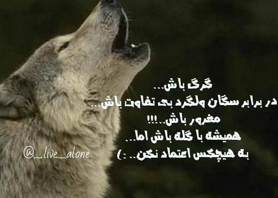 عکس نوشته طنز گرگ باش