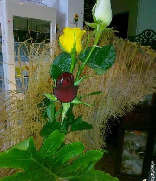 عکس دسته گل روز معلم