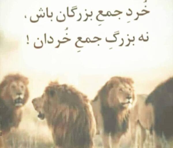 عکس شیر لر