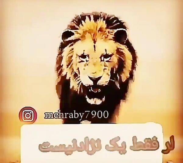 عکس شیر لر