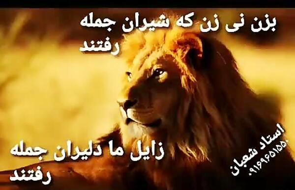عکس شیر لر