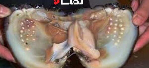 عکس صدف کلاهکی