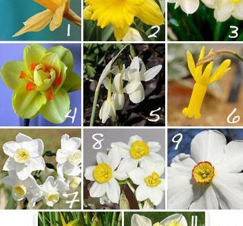 عکس گل نرگس با قیمت