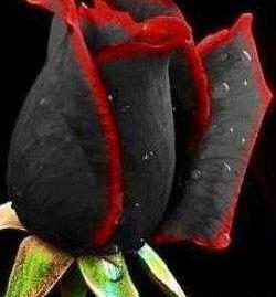 عکس گل رز سیاه غمگین