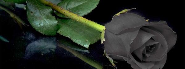 عکس گل رز سیاه غمگین