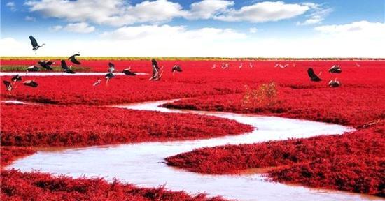عکس دریا قرمز